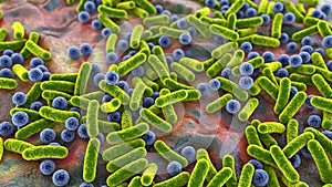 Bacteria, human microbiome