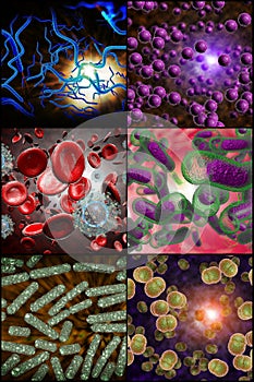 Bacterias infecciones 