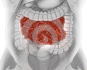 Bacteria inside the small intestine, concept.