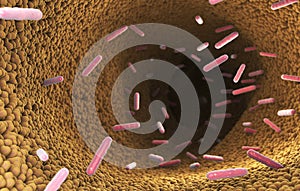 Bacteria in the intestine of digestive system