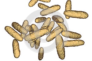 Bacteria Klebsiella granulomatis, the causative agent of granuloma inguinale photo