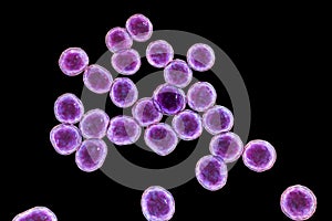 Bacteria methicillin-resistant Staphylococcus aureus MRSA