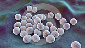 Bacteria methicillin-resistant Staphylococcus aureus MRSA photo
