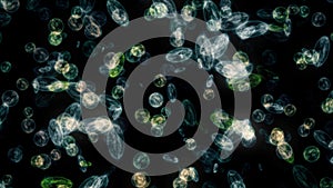 bacteria microorganisms microscope close up