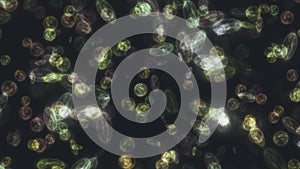 bacteria microorganisms microscope close up