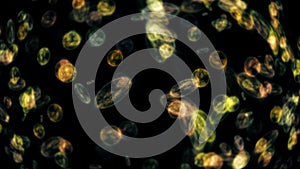 bacteria microorganisms microscope close up