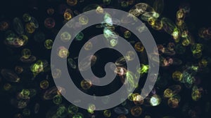 bacteria microorganisms microscope close up