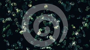 bacteria microorganisms microscope close up