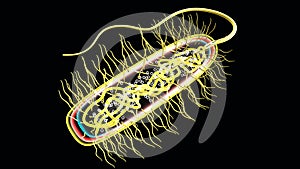 Bacteria or Microscopic Organisms