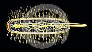 Bacteria or Microscopic Organisms