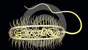 Bacteria or Microscopic Organisms
