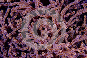 Bacteria Microscopic View