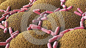 Bacteria on the microvilli surface of digestive system photo