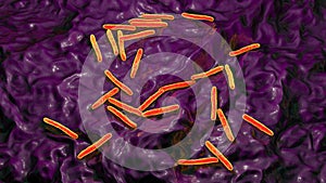 Bacteria Mycobacterium tuberculosis