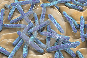 Bacteria Mycobacterium tuberculosis