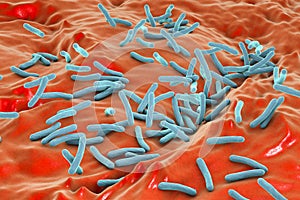 Bacteria Mycobacterium tuberculosis