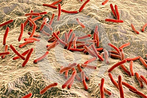 Bacteria Mycobacterium tuberculosis