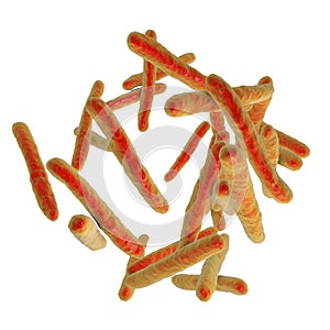 Bacteria Mycobacterium tuberculosis