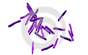 Bacteria Mycobacterium tuberculosis