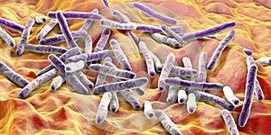 Bacteria Mycobacterium tuberculosis