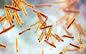 Bacteria Mycobacterium tuberculosis