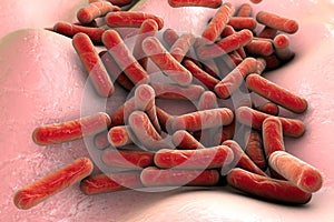 Bacteria Mycobacterium tuberculosis photo