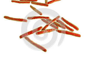 Bacteria Mycobacterium tuberculosis