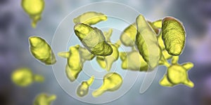 Bacteria Mycoplasma genitalium