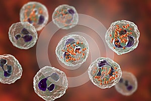 Bacteria Neisseria gonorrhoeae inside phagocytes