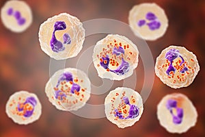 Bacteria Neisseria gonorrhoeae inside phagocytes