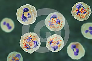 Bacteria Neisseria gonorrhoeae inside phagocytes