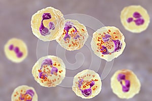 Bacteria Neisseria gonorrhoeae inside phagocytes