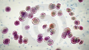 Bacteria Pediococcus, 3D illustration