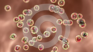 Bacteria Pediococcus, 3D illustration