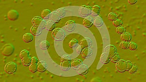 Bacteria Pediococcus, 3D illustration