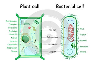 Bacteria and plant cell. comparison of cell structure