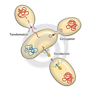 Bacteria recombination. Bacterial transformation, conjugation, transduction. Genetics