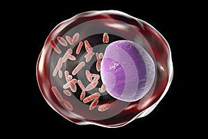 Bacteria Rickettsia inside human cell photo