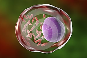 Bacteria Rickettsia inside human cell photo