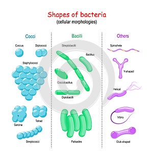 Bacteria Shape. cell morphology photo