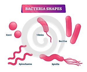 Bacteria shapes vector illustration. Educational micro cells collection set photo