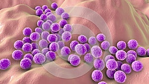 Bacteria Staphylococcus aureus