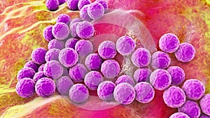 Bacteria Staphylococcus aureus