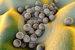 Bacteria Staphylococcus aureus