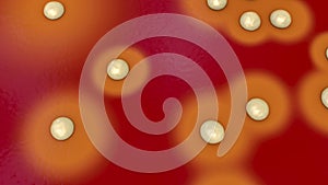 Bacteria Staphylococcus aureus, 3D illustration