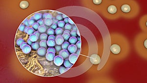 Bacteria Staphylococcus aureus, 3D illustration