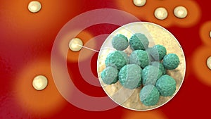 Bacteria Staphylococcus aureus, 3D illustration