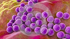 Bacteria Staphylococcus aureus