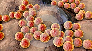 Bacteria Staphylococcus aureus