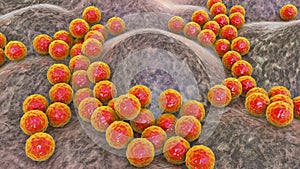 Bacteria Staphylococcus aureus